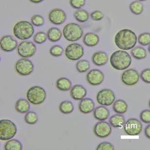 Microalga Chlorella vulgaris