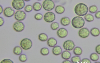Microalga Chlorella vulgaris
