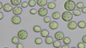 Microalga Chlorella vulgaris