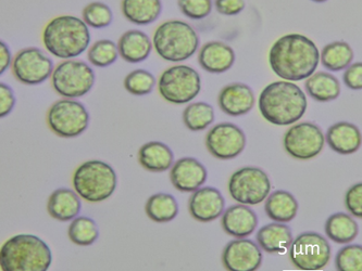 Microalga Chlorella vulgaris