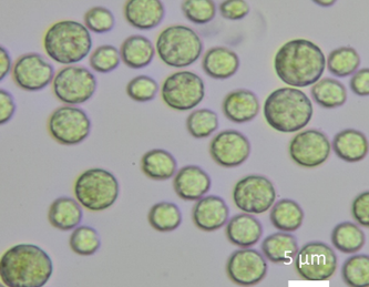 Microalga Chlorella vulgaris
