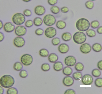 Microalga Chlorella vulgaris
